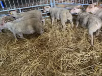 Kondoo jike, Charollais sheep — picha 2
