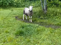 كبش, Romanov sheep — الصورة 2