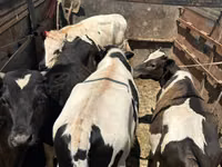 सांड, Simmental cattle — फ़ोटो 3
