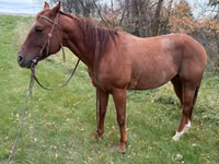 حصان, Quarter Horse — الصورة 2