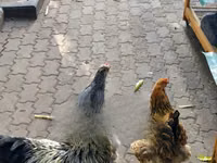 Shamo chickens — picha 7
