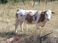 Bull, Cattle — photo 1