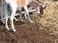 Billy Goat, Nubian Goat — photo 3