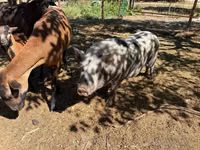 Säue, Schweine — Foto 7