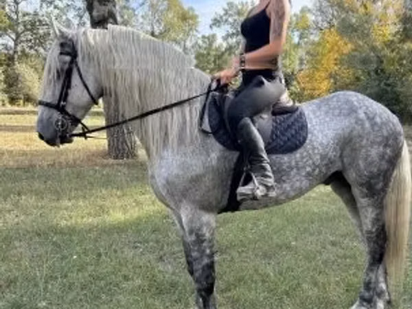 Caballo, Andalusian horse