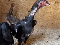 Chickens — picha 6