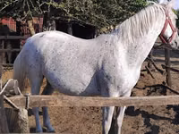 فرس, Lipizzaner — الصورة 1