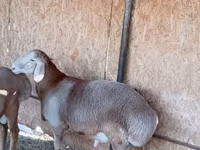 Ram, Arashan sheep — photo 5
