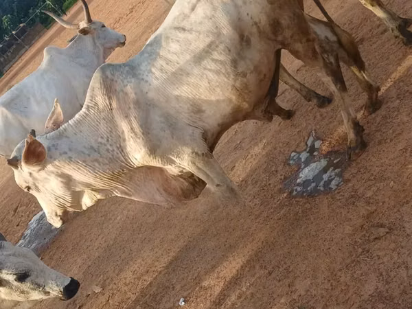 Ng'ombe dume, Ng'ombe