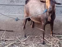 Mbuzi dume, Alpine goat — picha 1
