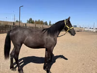 Farasi jike, Friesian — picha 3