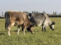 गाय, मवेशी — फ़ोटो 2