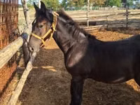 Caballo, Caballos — foto 2