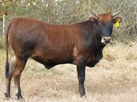 Bovinos (lote, sexo no especificado), Ganado vacuno — foto 3