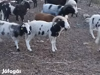 Dume la kondoo, Jacob's sheep — picha 1