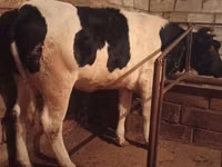 母牛, Russian Black pied cattle — 照片 1