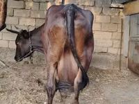 Cow, Wild yak — photo 4