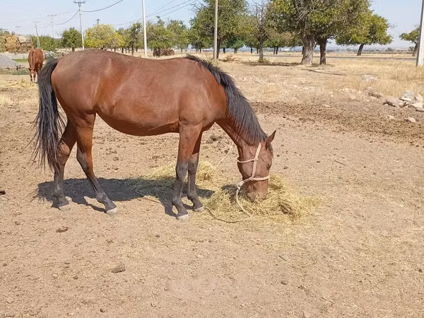 घोड़ी, Kyrgyz Horse
