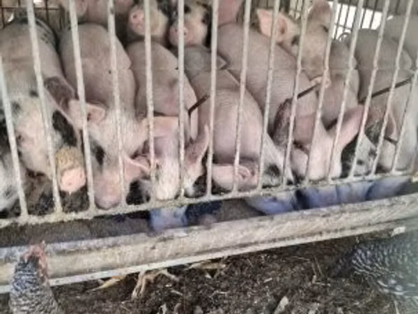सूअर (लॉट, लिंग निर्दिष्ट नहीं), सूअर