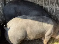 Sow, Pigs — photo 1