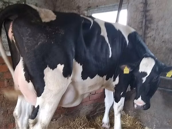 Ng'ombe jike, Russian Black pied cattle