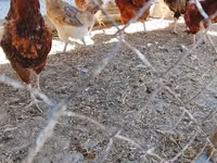 Chickens — Foto 2