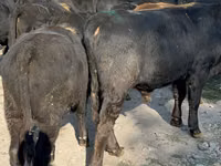 Bulle, Swiss cattle — Foto 4