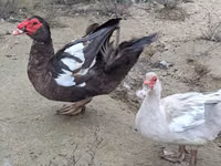 Geese — picha 3