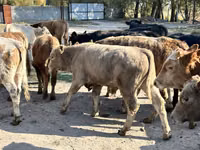 Bulle, Swiss cattle — Foto 2