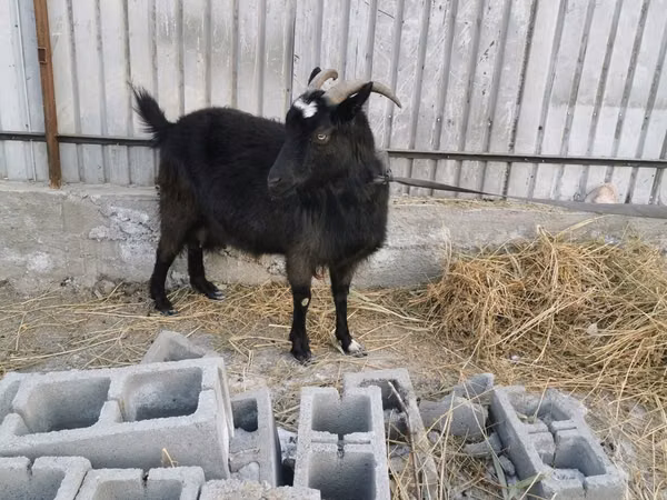 Cabra, Czech Brown Shorthaired goats