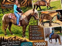 Hengst, Rocky Mountain Horse — Foto 1