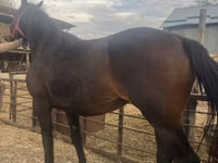 Mare, Percheron — photo 4