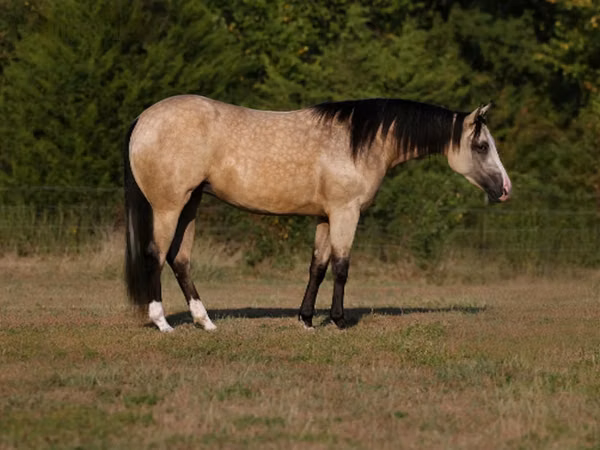 Stute, Quarter Horse