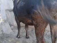 Ng'ombe jike, Ala-Tau breed — picha 3
