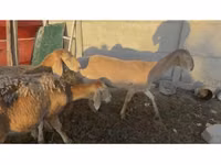 भेड़, Arashan sheep — फ़ोटो 1