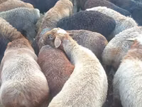 Dume la kondoo, Edilbay sheep — picha 1