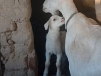 Mbuzi jike, Saanen goat — picha 3
