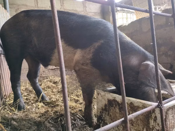 Eber, Schweine