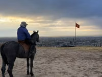 Farasi dume, Hanoverian — picha 2