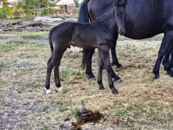घोड़ी, Nonius horse