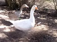 Geese — Foto 3