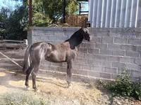Farasi dume, Friesian sport horse — picha 5