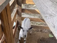 बकरी, Fergana goat — फ़ोटो 6