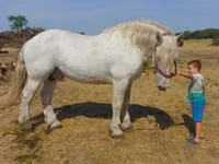 घोड़ा, Percheron — फ़ोटो 1