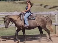 Yegua, Kentucky mountain daddle horse — foto 2