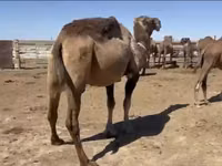 إبل (دفعة، الجنس غير محدد), Anafi camel — الصورة 4