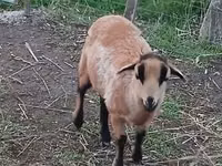 भेड़, Cameroon sheep — फ़ोटो 3