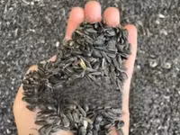 Sunflower Seeds — фото 1