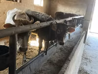 Ng'ombe jike, Russian Black pied cattle — picha 6