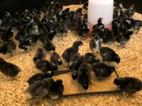 Australorp — photo 8